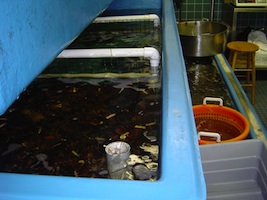 Live Lobsters