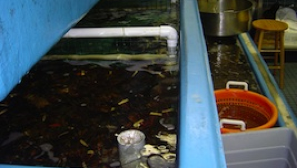 Live Lobsters